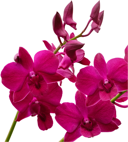 Pink orchid