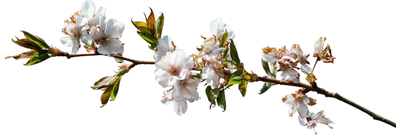 Almond flower