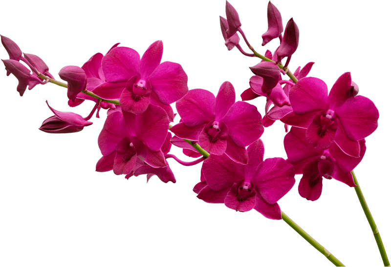 pink orchids