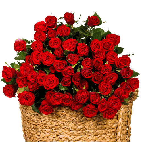 red roses