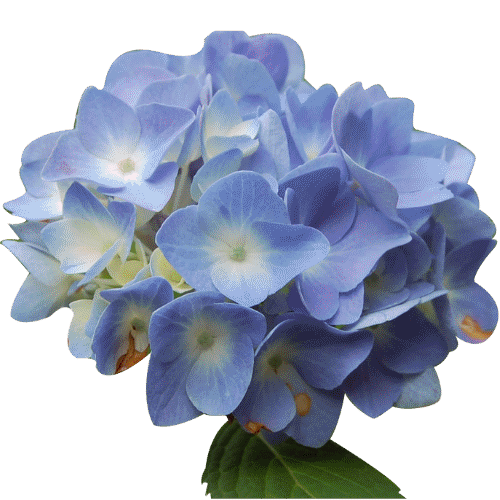 hydrangea