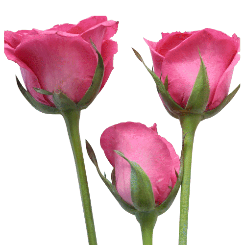 3 pink roses